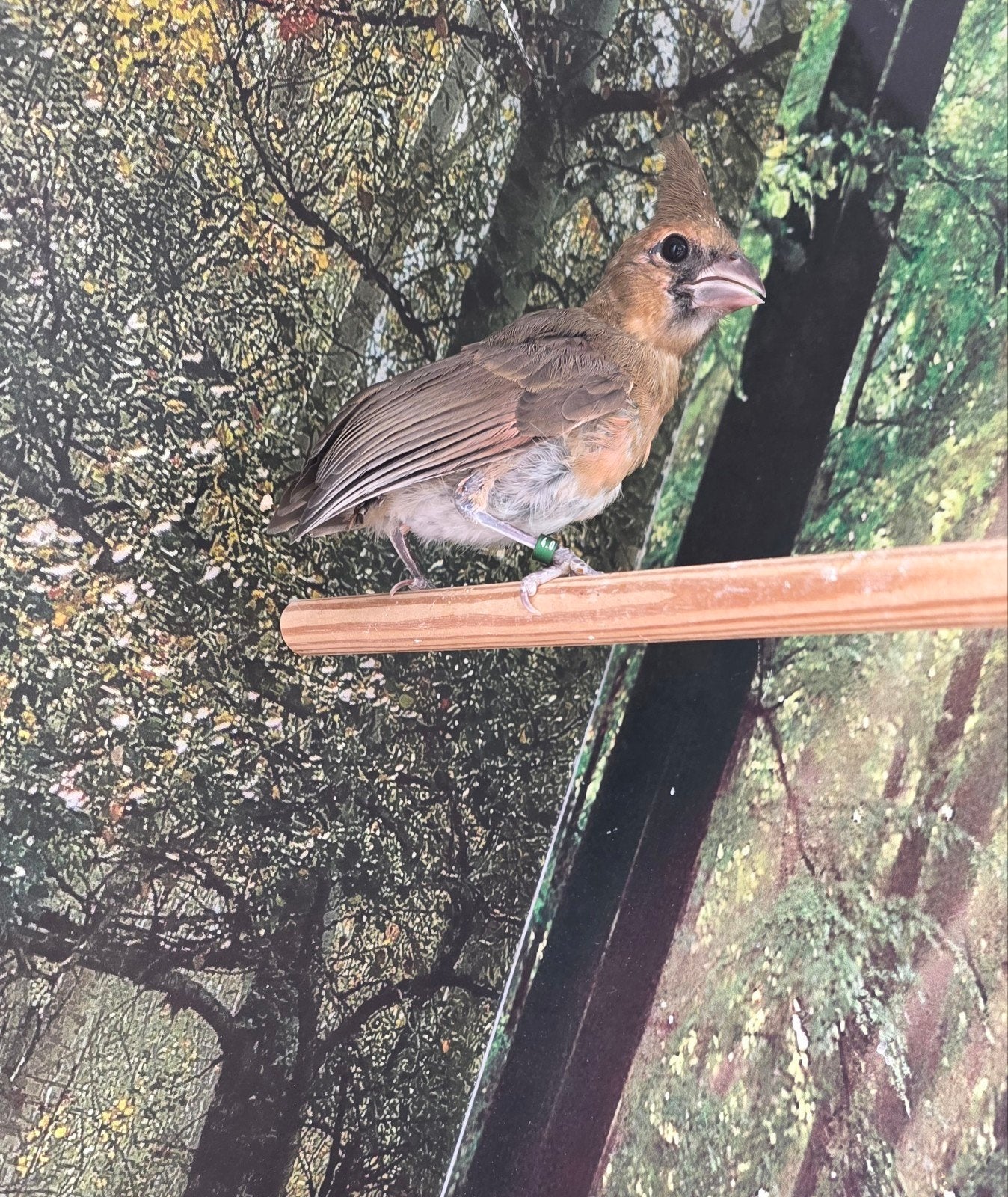 Jonge Rode Kardinaal man, Dieren en Toebehoren, Vogels | Overige Vogels, Mannelijk, Geringd