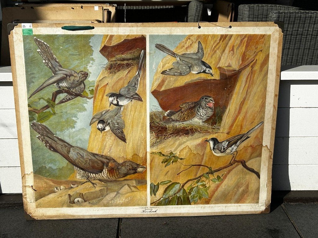 Koekoek, Ophalen of Verzenden, Natuur en Biologie