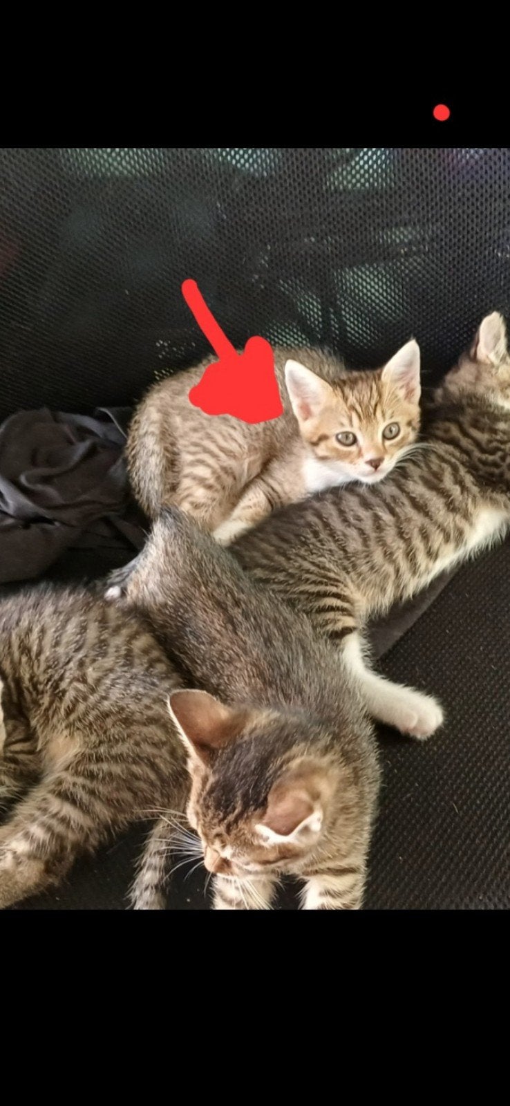 jong poesje /katertje   Europese korthaar, Dieren en Toebehoren, Katten en Kittens | Overige Katten, Kater, Kortharig, 0 tot 2 jaar