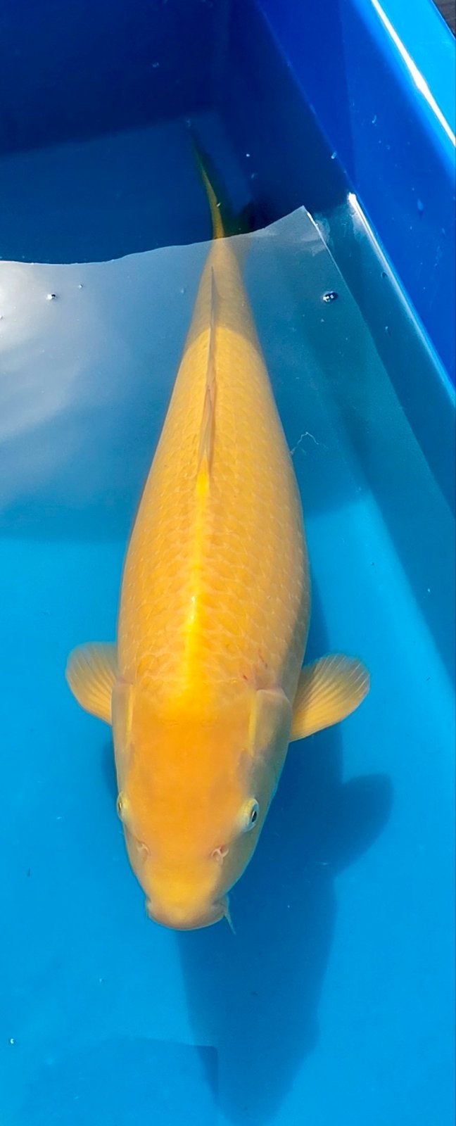 HQ Karashigoi Konishi, Dieren en Toebehoren, Karper of Koi