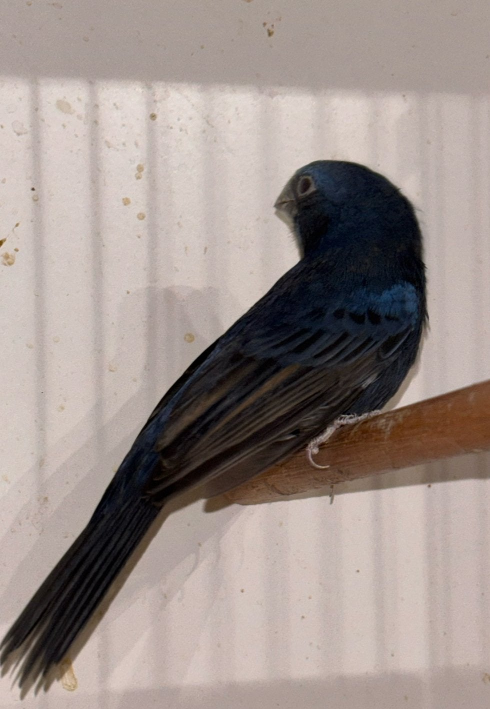 Blauwe Bisschop man, Mannelijk, Wildzangvogel, Geringd