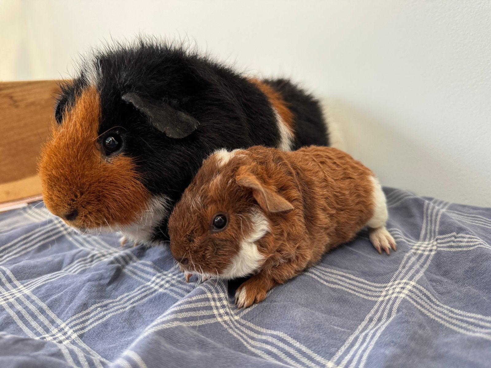 Leuk koppeltje beertjes, Juli, Meerdere dieren, Cavia