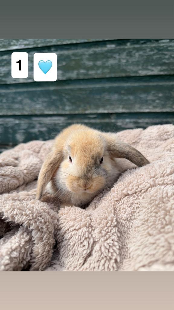 NHD baby konijntjes, Dieren en Toebehoren, Konijnen, Dwerg, Meerdere dieren, Hangoor