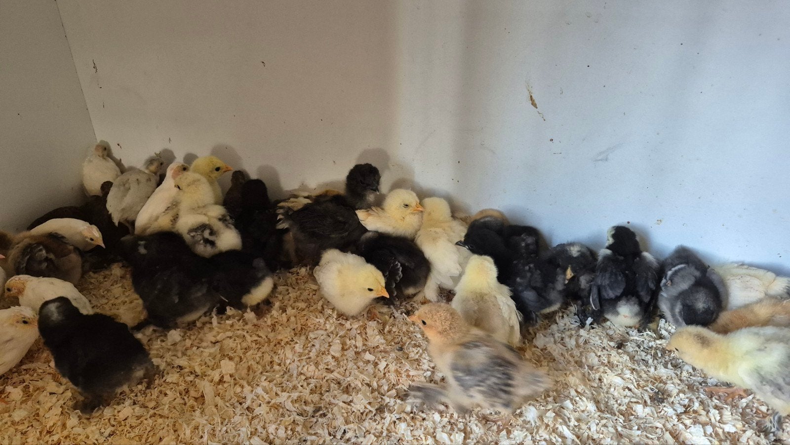 Kwartels hennen diverse kleuren, Vrouwelijk