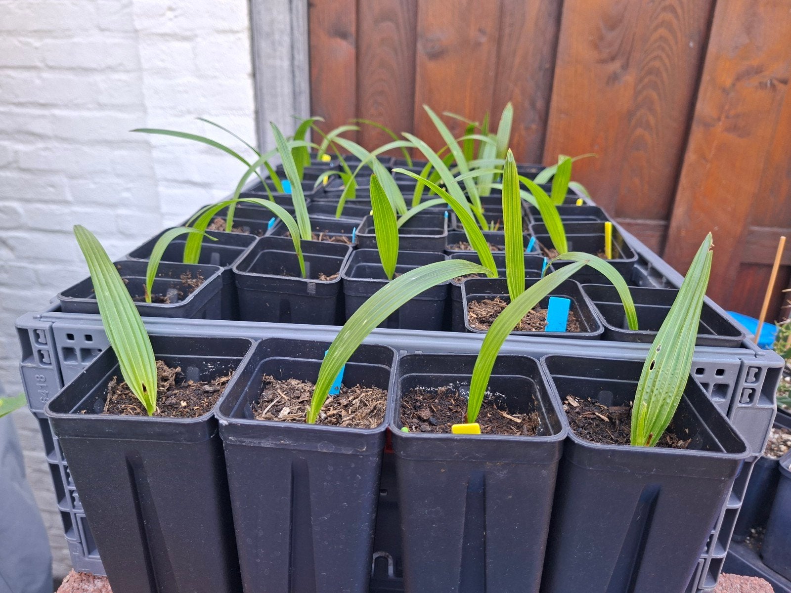 Palmboom zaailingen, Ophalen, Vaste plant, Overige soorten, Volle zon