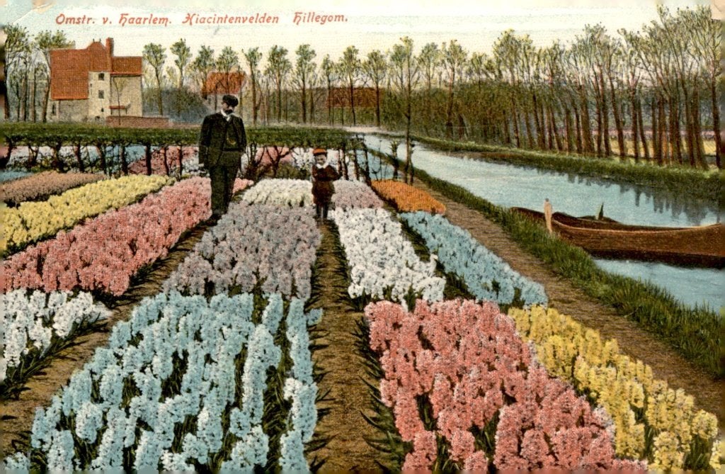 Hillegom Hyacintenvelden - bloembollen # 613, Verzenden, Voor 1920, Gelopen, Zuid-Holland