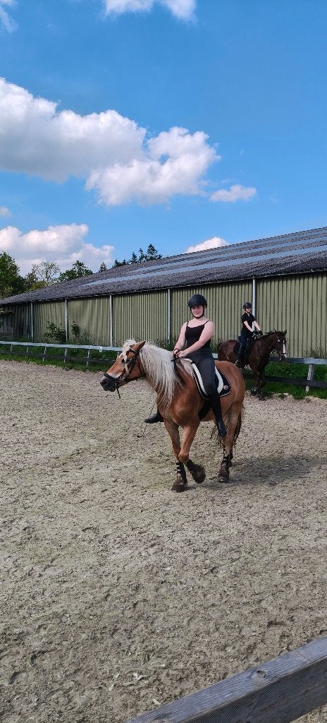 verzorgpaard/pony gezocht. Met mogelijkheid als bijrijder, Dieren en Toebehoren, 1 paard of pony