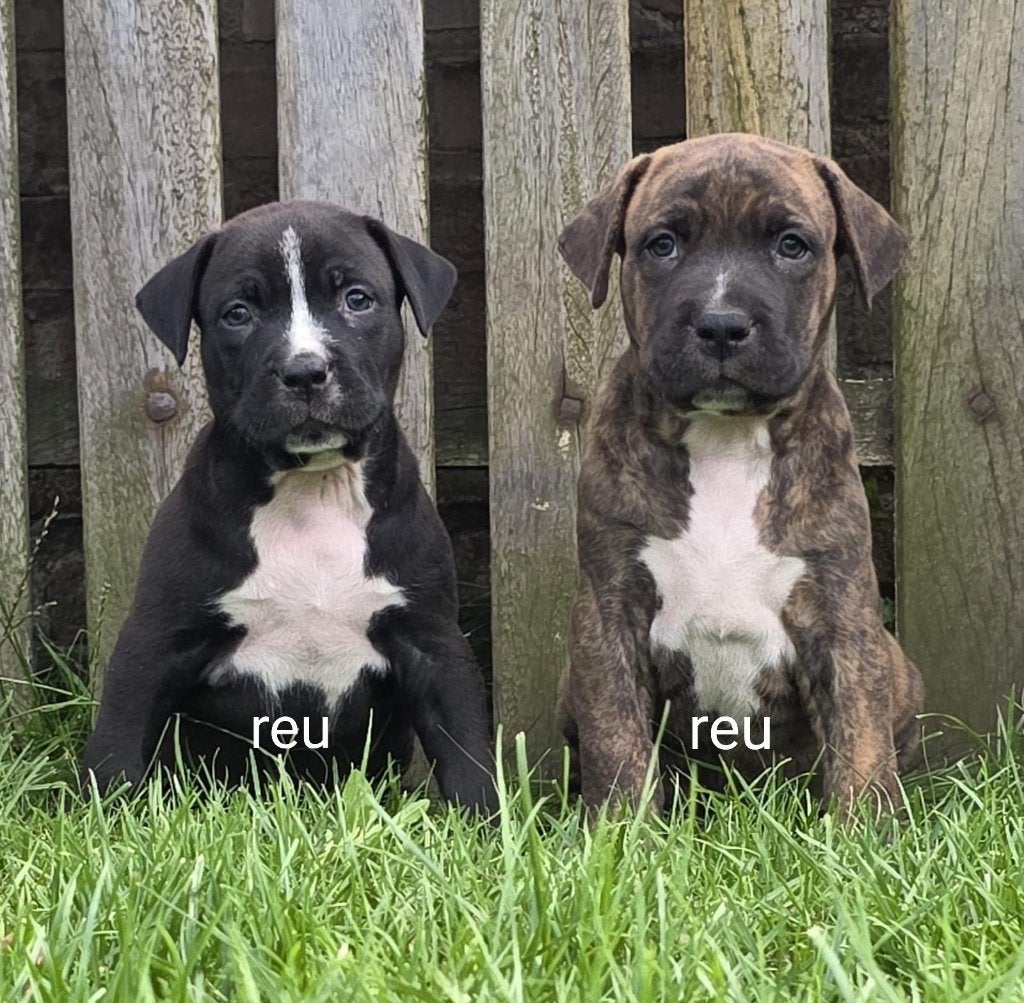 Pups mogen het nest verlaten boerboel x amerikaanse stafford, Parvo, Overige rassen, 8 tot 15 weken, Meerdere