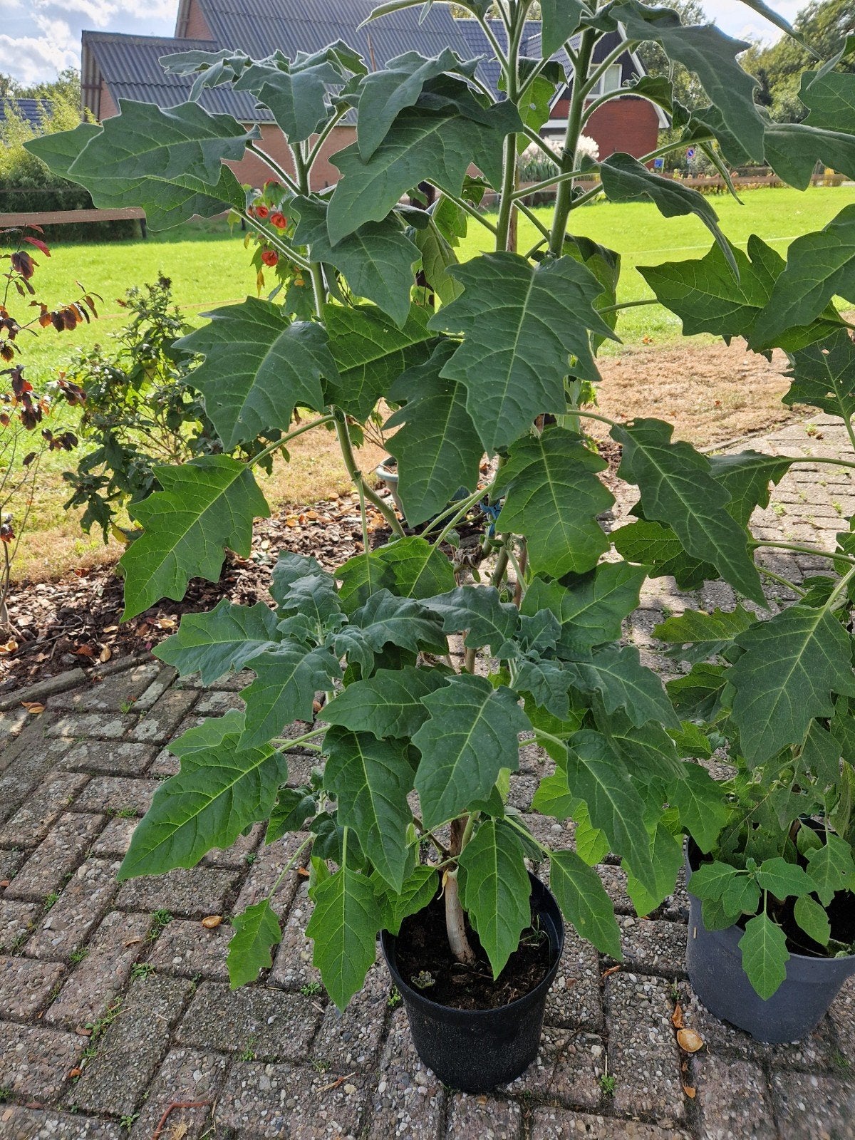 Brugmansia Sanguinea, Ophalen, Vaste plant, Overige soorten, Halfschaduw