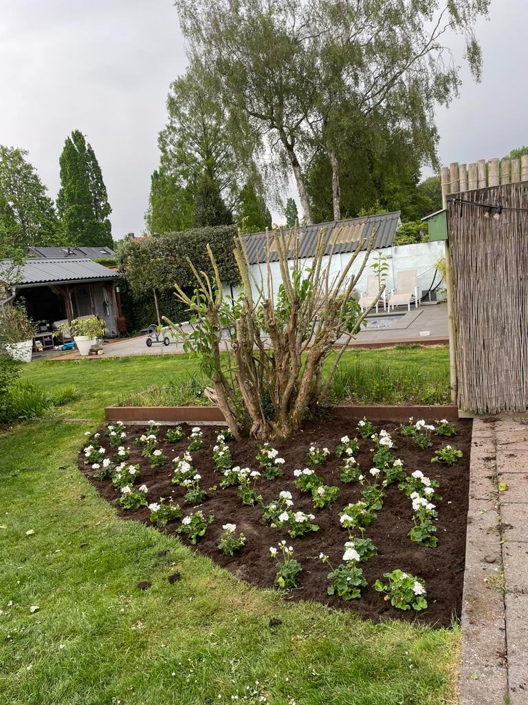 50 Witte staande geraniums (gisteren geplant), Ophalen, Overige soorten, Volle zon