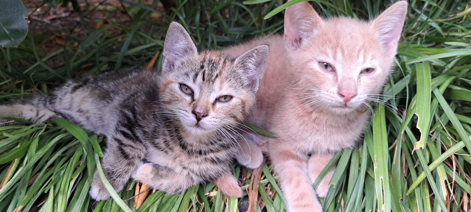 lieve kittens te koop, Meerdere dieren, 0 tot 2 jaar