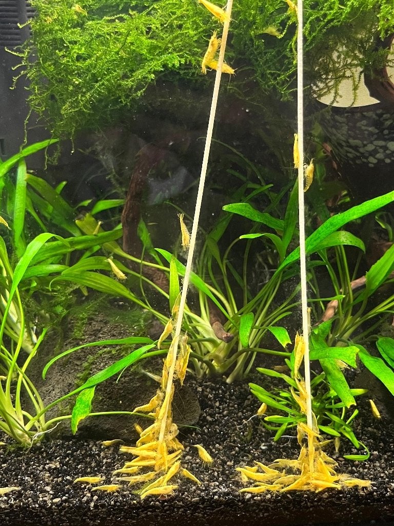 Citroengarnalen, gele Neocaridina garnalen, Dieren en Toebehoren, Kreeft, Krab of Garnaal, Zoetwatervis