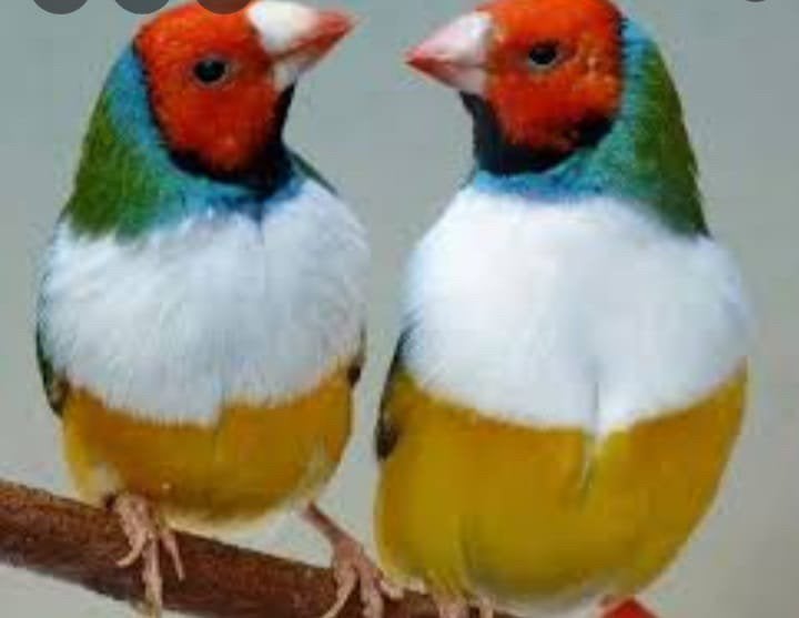Gevraagd TT kwaliteit gouldamadine op kleur, Meerdere dieren, Tropenvogel, Geringd