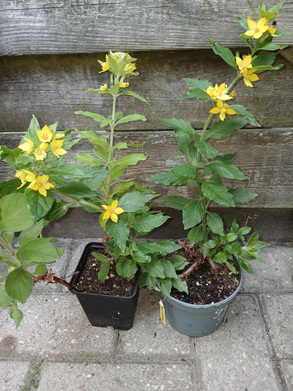 Puntwederik, Tuin en Terras, Planten | Tuinplanten, Ophalen, Overige soorten, Volle zon