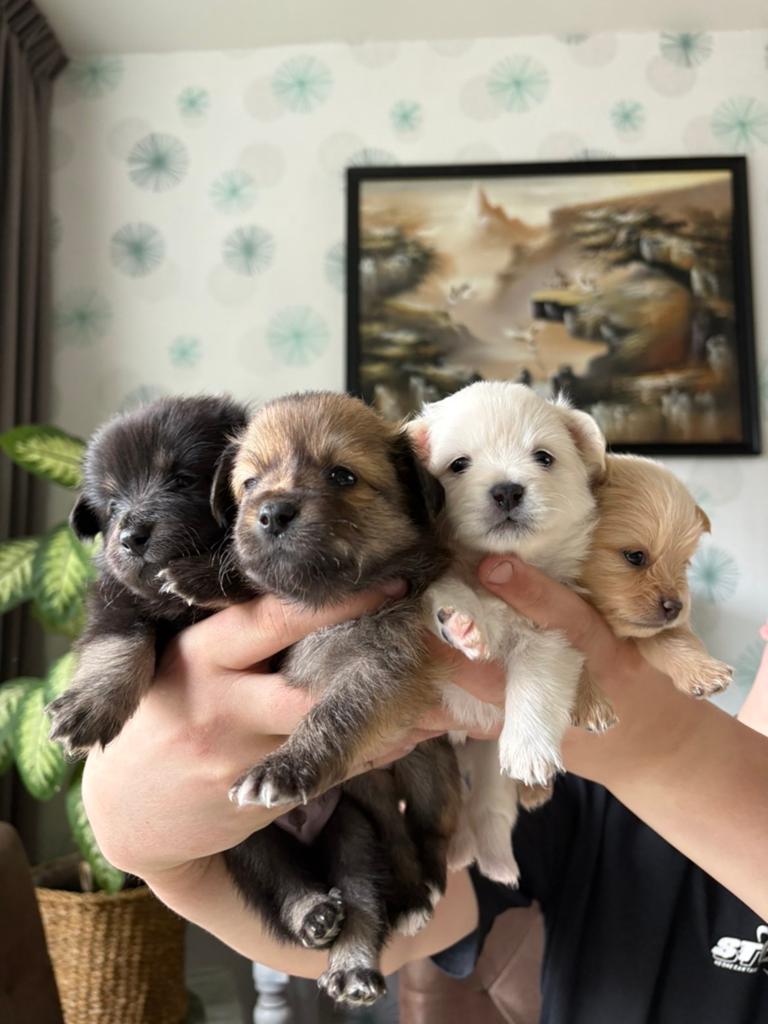POMCHI x DWERGKEES “pomeriaan” pups (gezond nest), Parvo, 8 tot 15 weken, Meerdere, Meerdere dieren