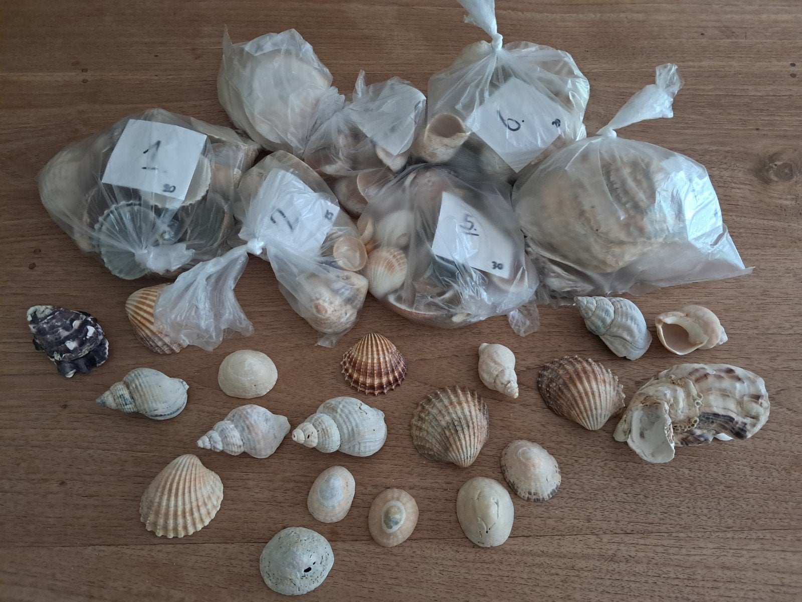Ruim 135 grote schelpen uit Normandië - sier/knutselen, Hobby en Vrije tijd, Knutselen, Zee en Strand, Nieuw, Ophalen of Verzenden