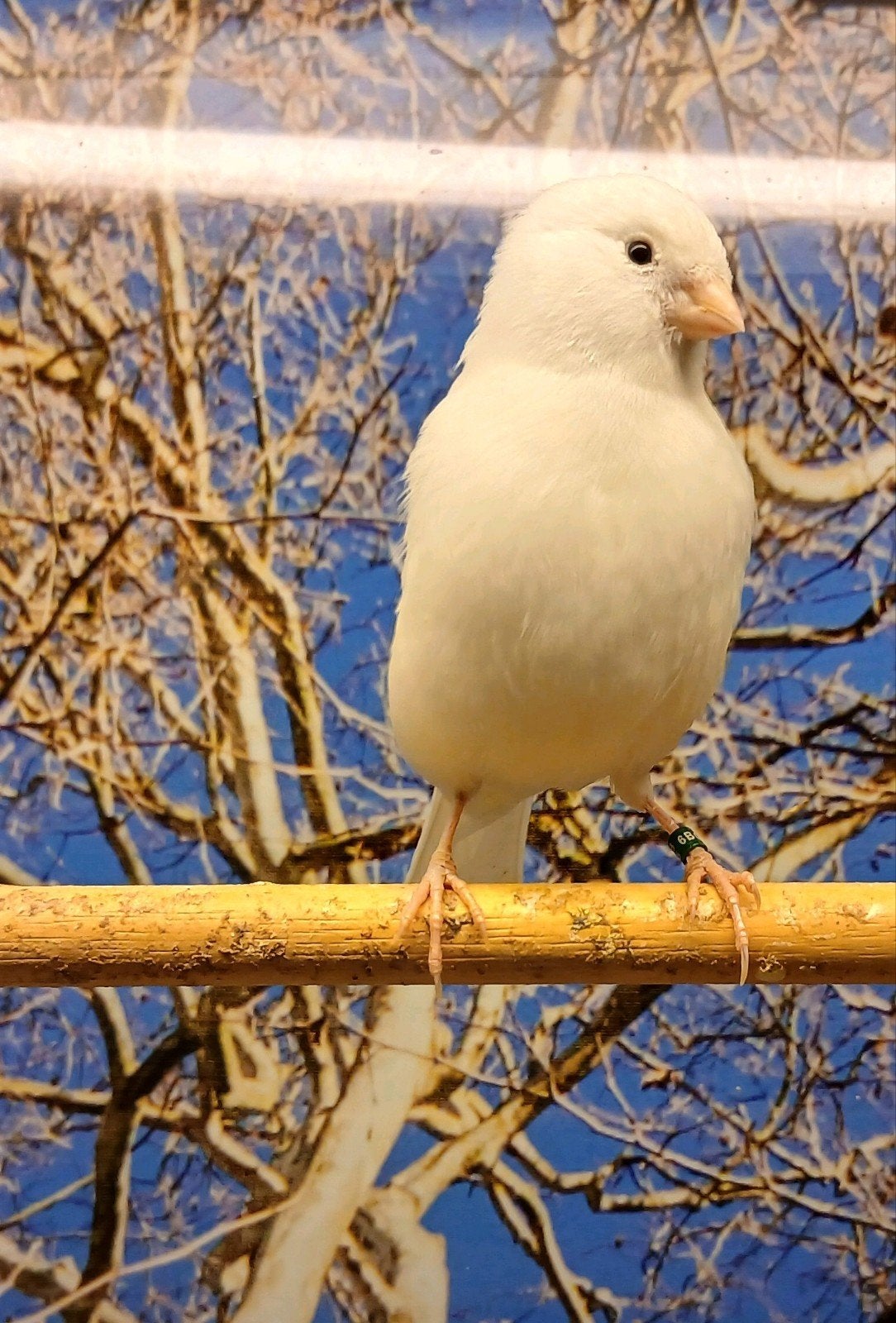 7 intensief witte kanaries  poppen en mannen, Meerdere dieren