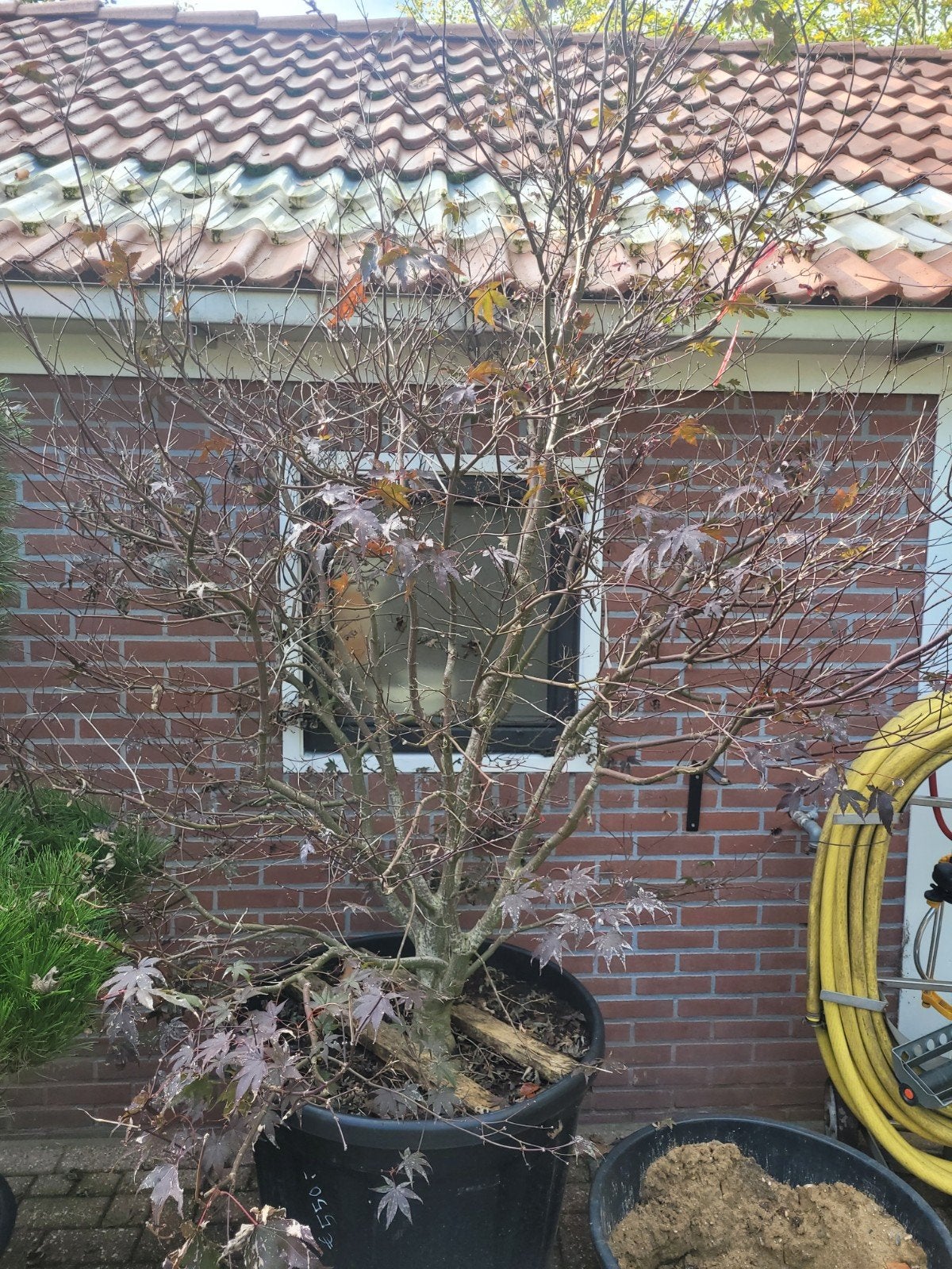 Acer Palmatum Fireglow - 3 meter hoog - Herfstkleuren, Tuin en Terras, Herfst, Halfschaduw, Overige soorten, 250 tot 400 cm