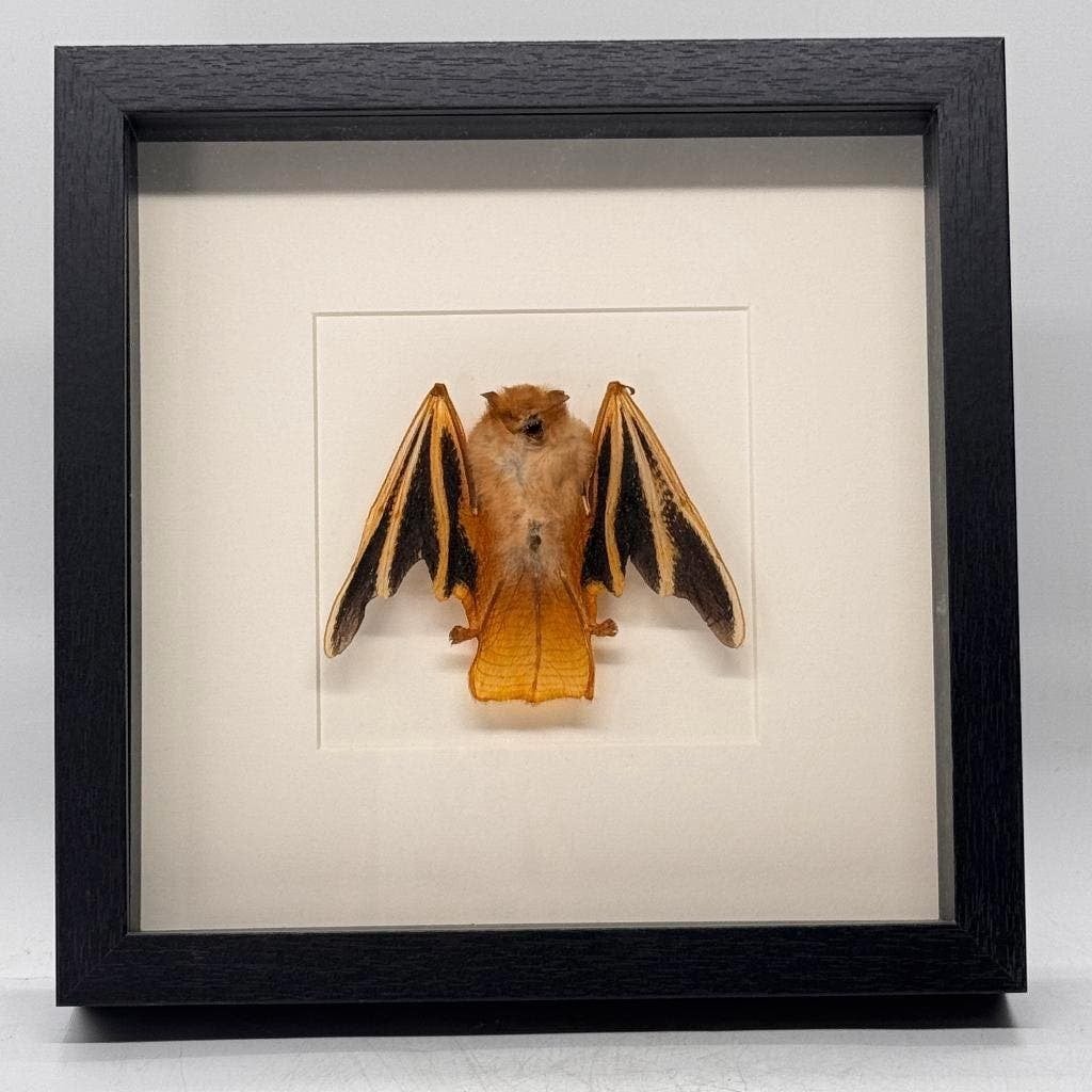 Opgezette vleermuis in lijst Kerivoula picta - 25 x 25 cm, Ophalen of Verzenden, Nieuw, Insect, Opgezet dier