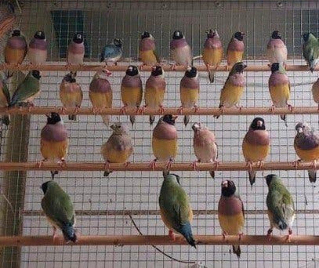 Gouldamadine natuurbroed, Dieren en Toebehoren, Vogels | Overige Vogels, Meerdere dieren