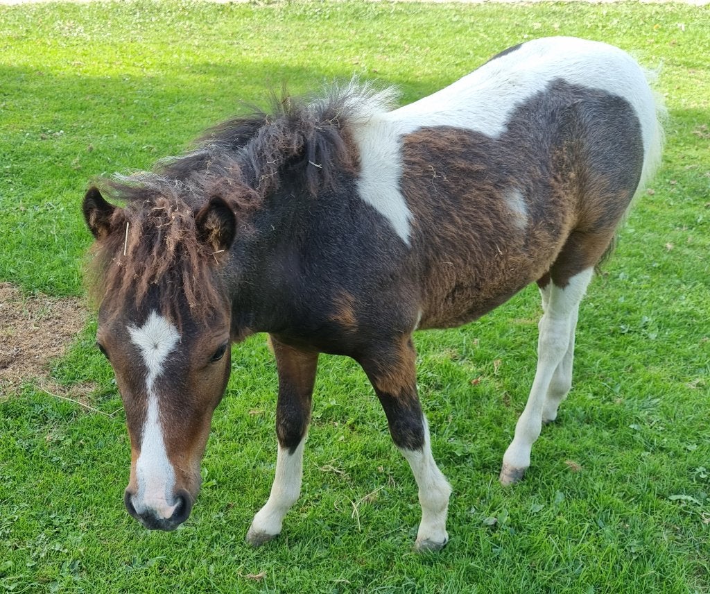 TE koop NMPRS & AMHA paardjes, Gechipt, Niet van toepassing, 0 tot 2 jaar, A pony (tot 1.17m)