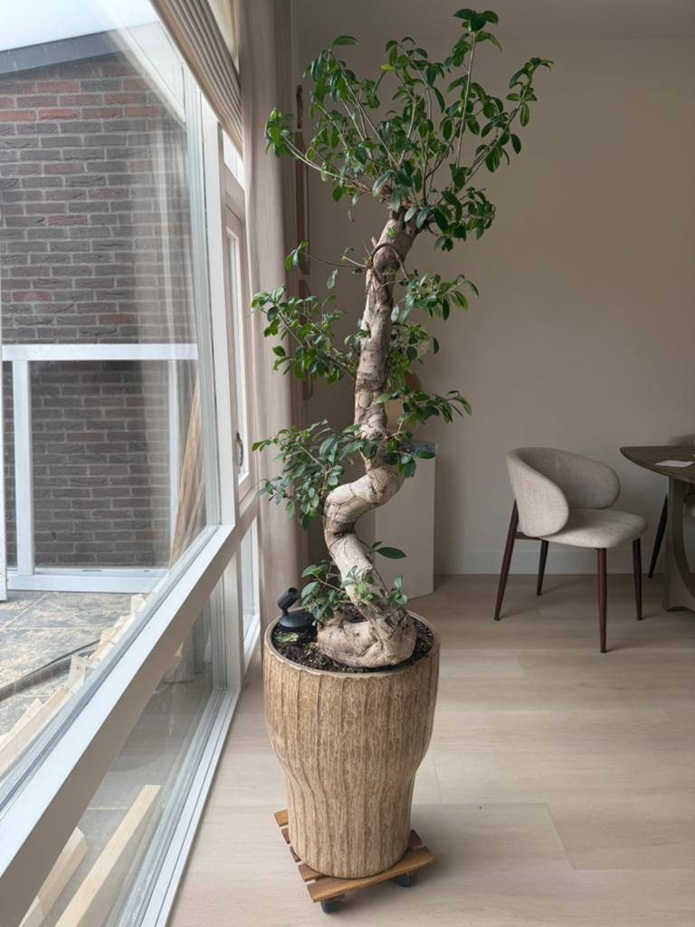 Exclusieve design kamerplant (bonsai-stijl) – 120 cm, Ophalen, Bonsai, Halfschaduw, 100 tot 150 cm