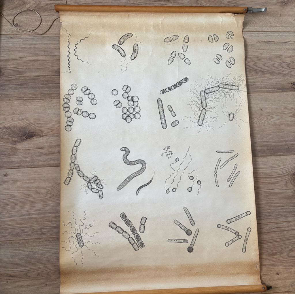 Oude schoolposter, Antiek en Kunst, Antiek | Schoolplaten, Ophalen, Geschiedenis