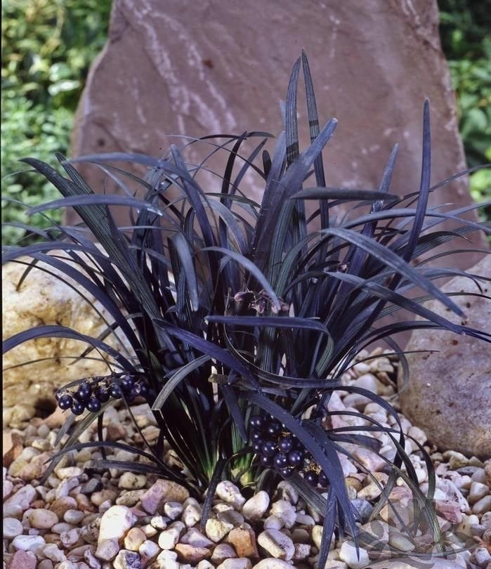 Biologisch geteelde Ophiopogon planiscapus ‘Niger’, Ophalen, Bodembedekkers, Vaste plant, Halfschaduw