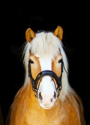 BR anatomisch hoofdstel rond leer, Dieren en Toebehoren, Paarden en Pony's | Hoofdstellen en Tuigage, Ophalen