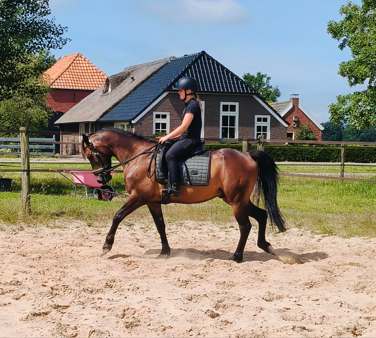 ☘️D-PONY🇳🇱 ruin📏 1.44 bijna 6 jaar knappe verschijning ❤️, Gechipt, Minder dan 160 cm, B, Ruin