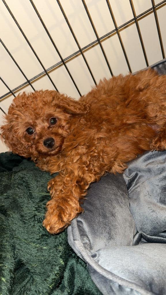 Toy poedel pup, Dieren en Toebehoren, Honden | Chihuahua's en Gezelschapshonden, Poedel, Particulier, 8 tot 15 weken, Buitenland
