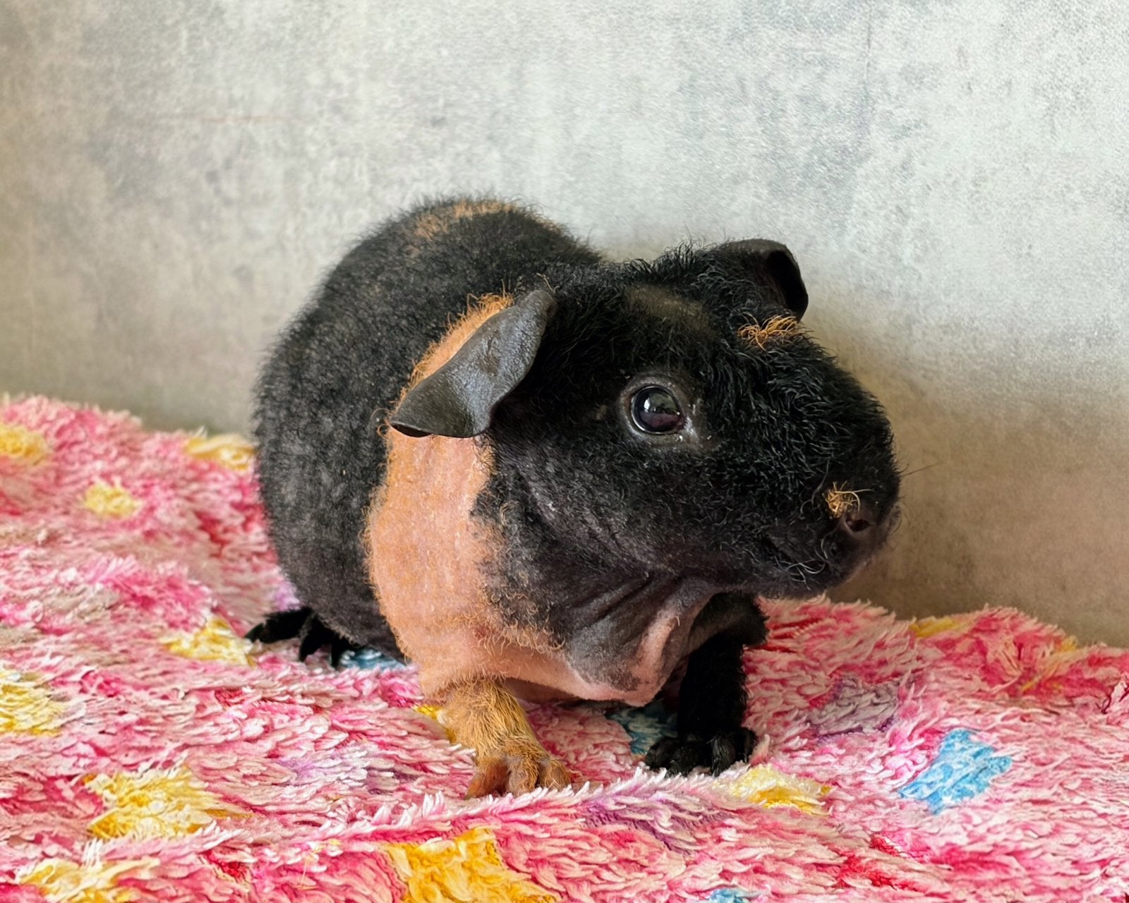 Cavia: Skinny/Weerwolfje (Driekleur Zeug), Dieren en Toebehoren, Cavia, Augustus, Vrouwelijk, Tam