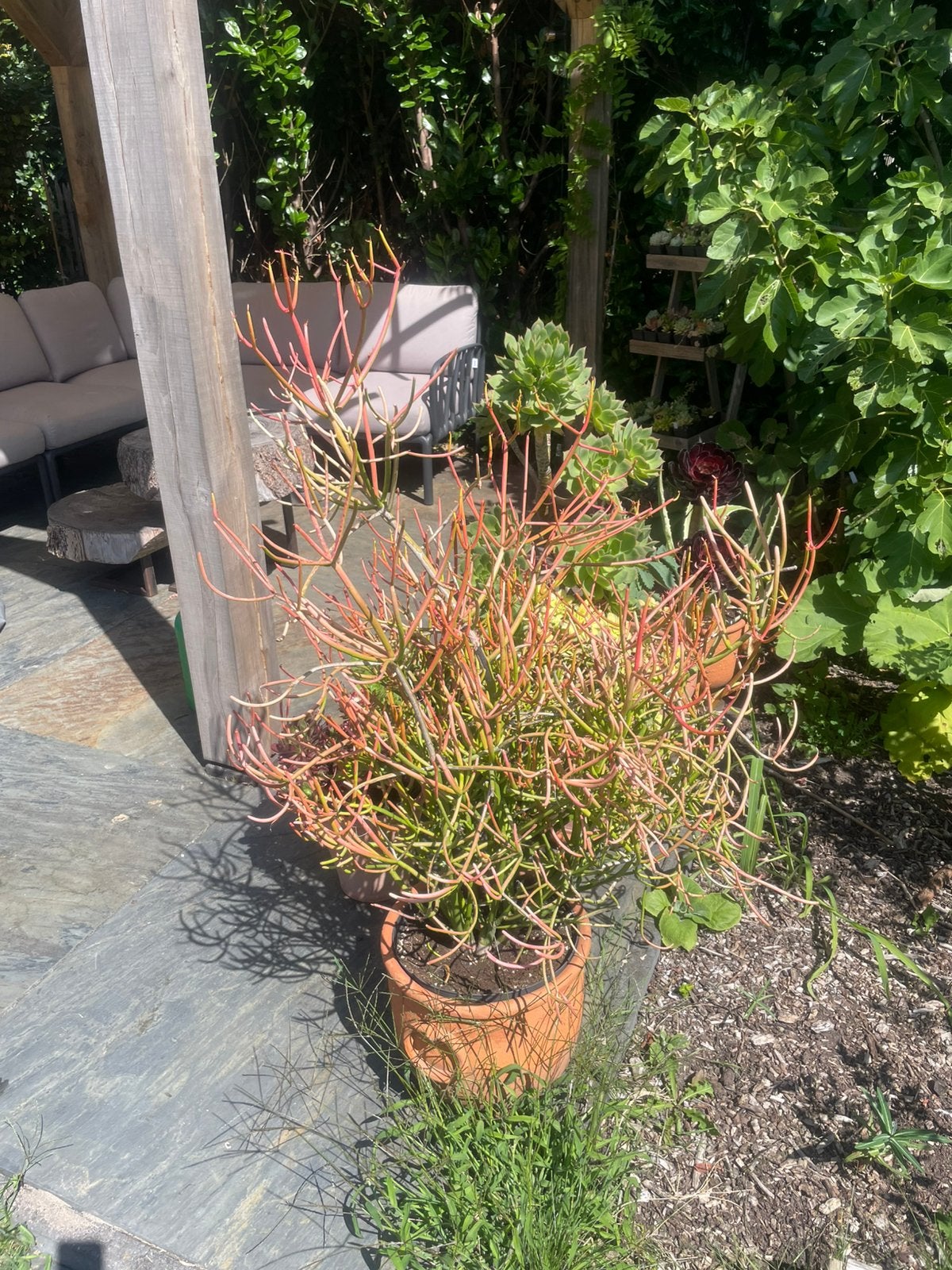 Euphorbia Tirucalli ‘fire sticks’, Ophalen, Volle zon, Minder dan 100 cm