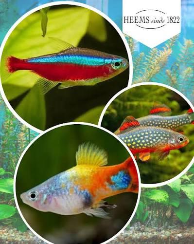 Vissen, Dieren en Toebehoren, Vissen | Aquariumvissen, Vis, Zoutwatervis, Schoolvis