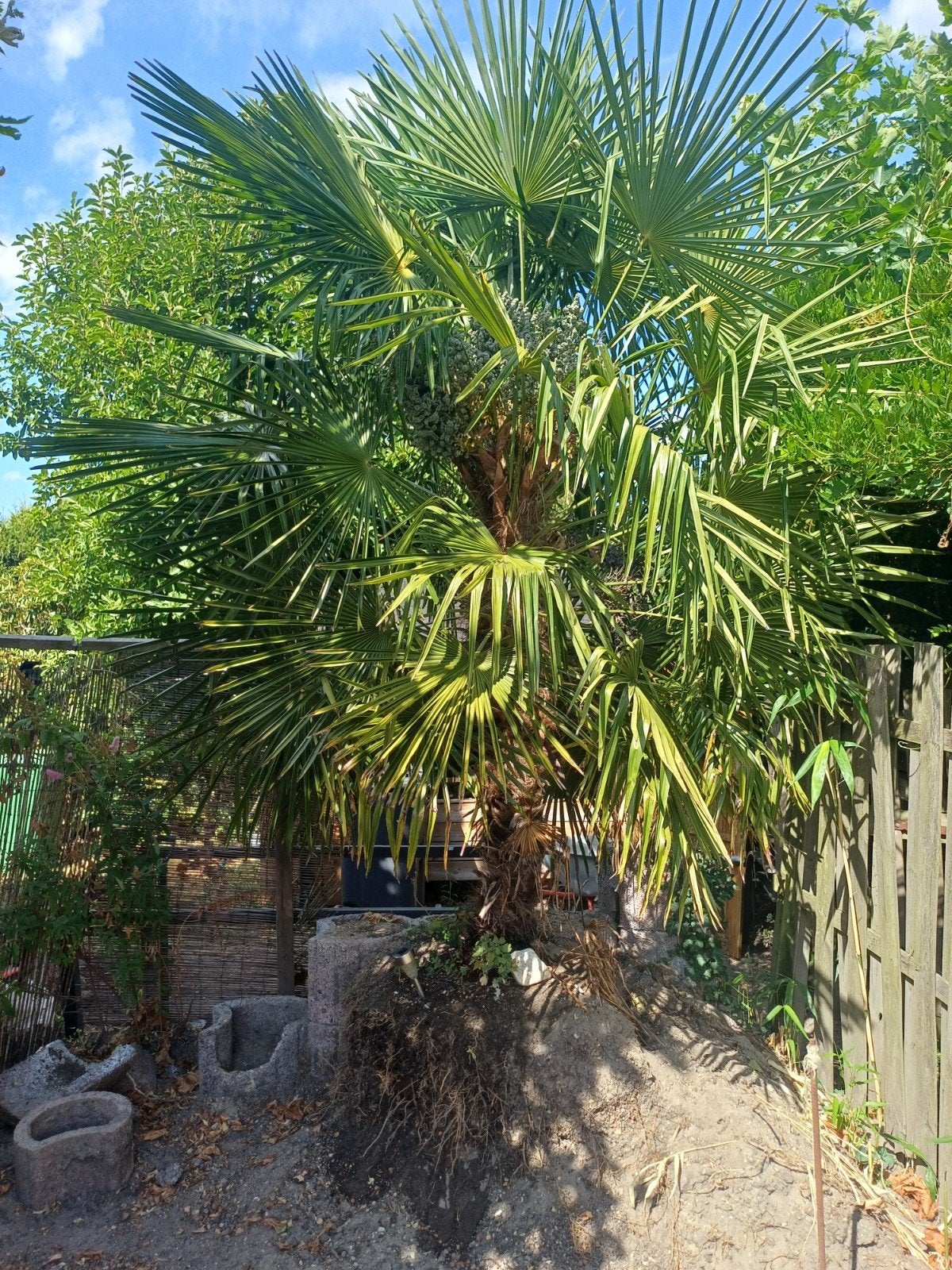 Palmboom, Ophalen of Verzenden, Gehele jaar, Volle zon