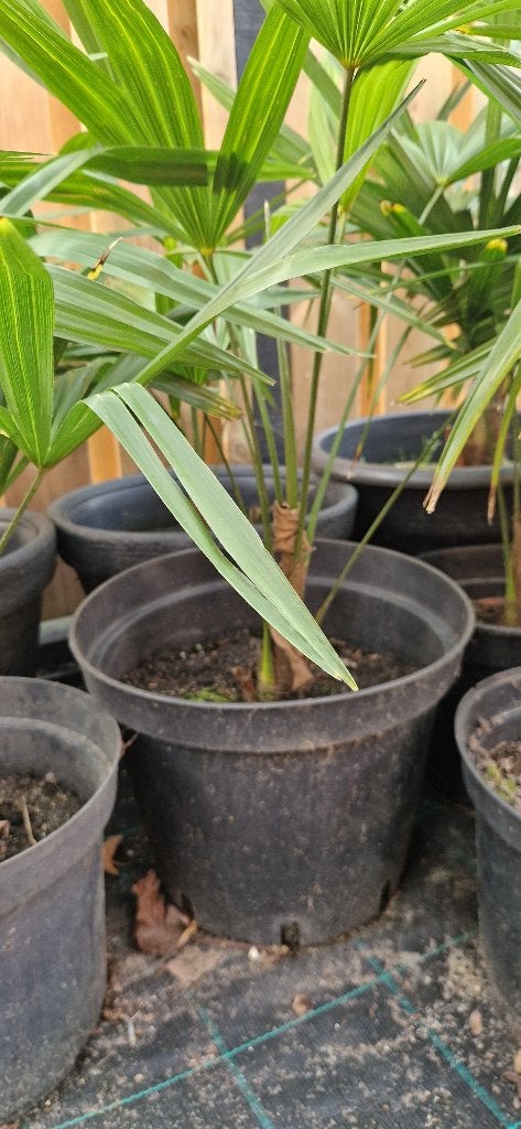 Foto 12 van Trachycarpus Fortunei    AANBIEDING