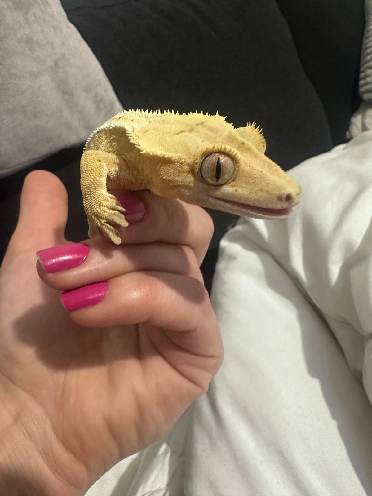 Crested Gekko Man 100€ met terrarium, Dieren en Toebehoren, Reptielen en Amfibieën, Hagedis, Met terrarium, 0 tot 2 jaar