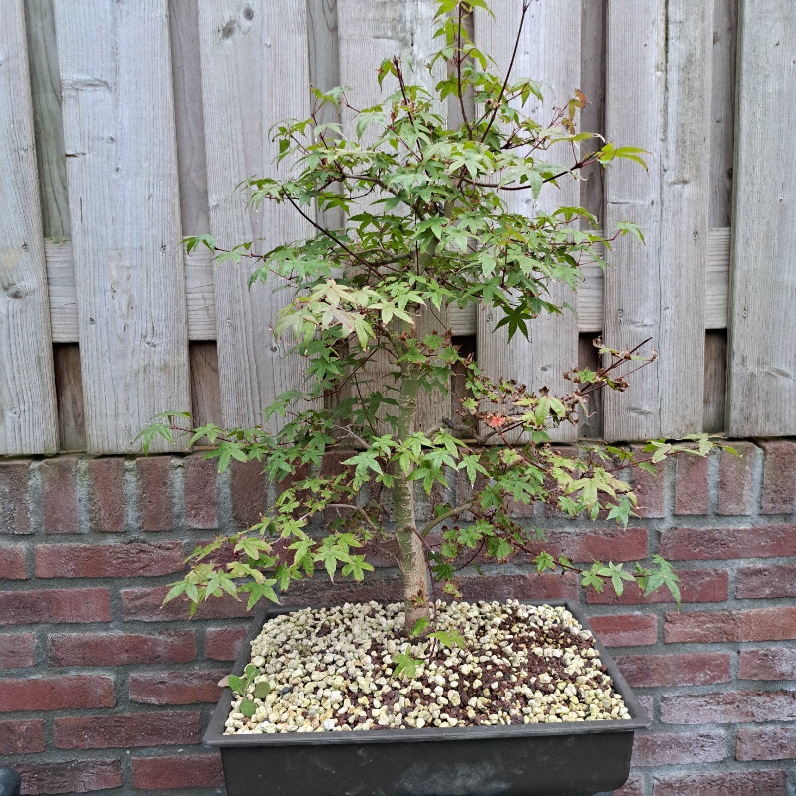 acer palmatum deshojo pre bonsai, Ophalen, Bloeit niet, Halfschaduw, Overige soorten