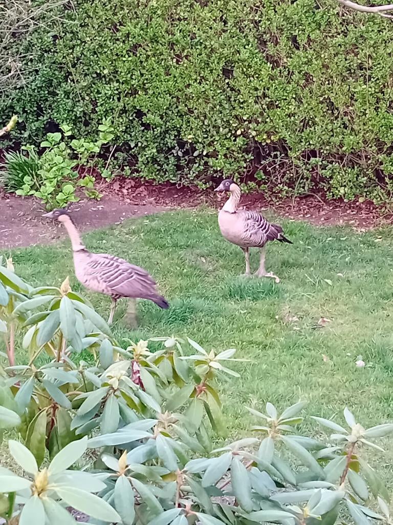 Hawaii gans vrouwtje gezocht, Dieren en Toebehoren, Vrouwelijk, Gans of Zwaan