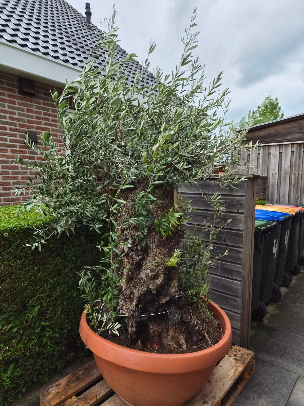 Grote Olijfboom in pot - Mediterrane sfeer voor uw tuin, Tuin en Terras, Volle zon, Vaste plant, Lente, Ophalen