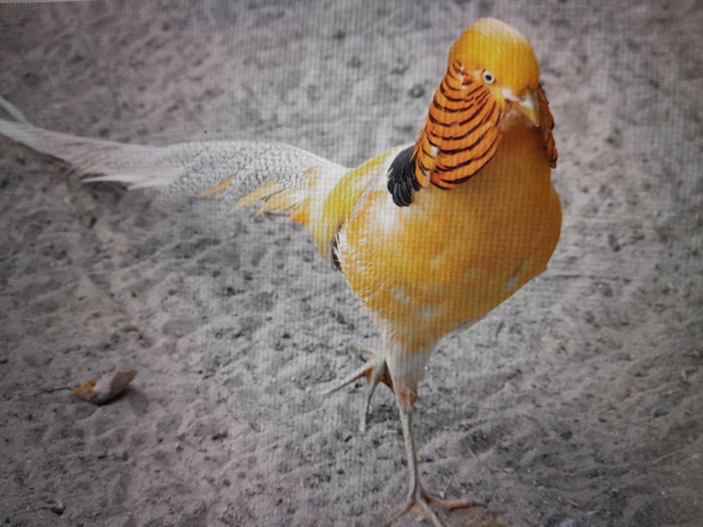 Te koop: Broedeieren gele goudfazant, Dieren en Toebehoren, Pluimvee, Geslacht onbekend, Kip