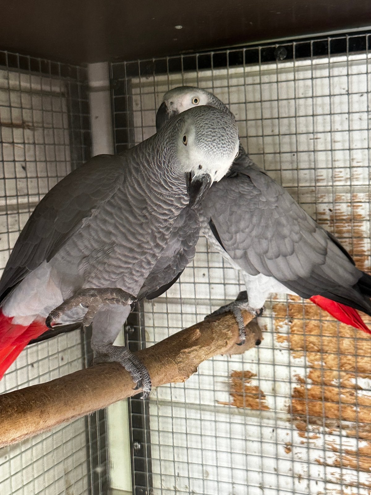 Bewezen koppel grijze roodstaarten, Dieren en Toebehoren, Vogels | Parkieten en Papegaaien, Meerdere dieren, Papegaai, Pratend
