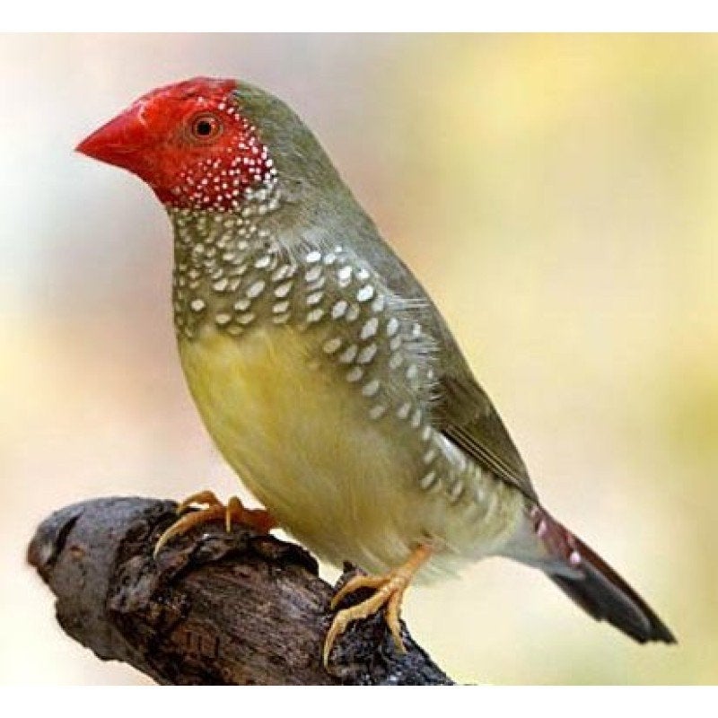 Tropische vogels gezocht!, Meerdere dieren, Tropenvogel, Geringd