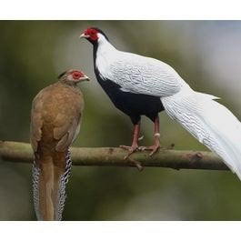 zilver fazanten, Meerdere dieren, Kip