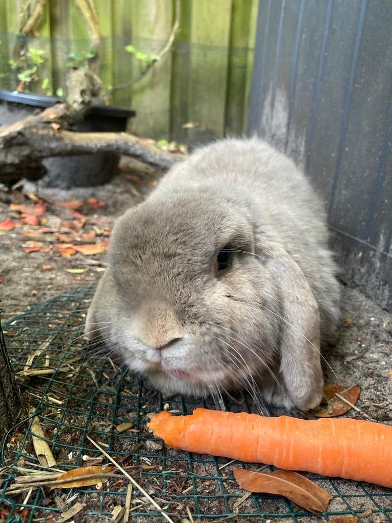 Voedster gezocht voor lieve Piet, Dieren en Toebehoren, Mannelijk, Dwerg, Hangoor, 6 tot 8 jaar