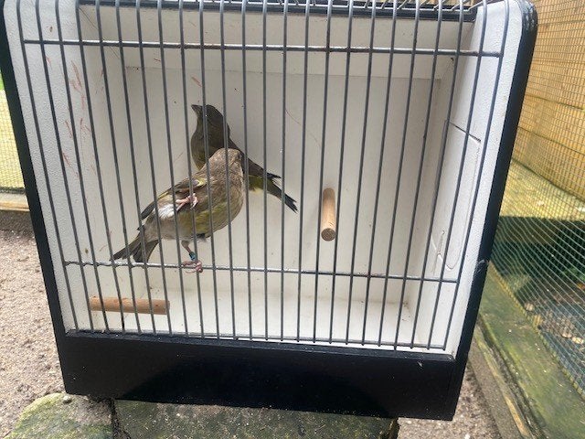 Schotse Groenlingen, Dieren en Toebehoren, Meerdere dieren, Wildzangvogel, Geringd