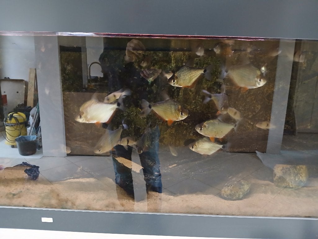 Aquarium vissen, Dieren en Toebehoren, Vissen | Aquariumvissen, Vis, Zoetwatervis, Schoolvis