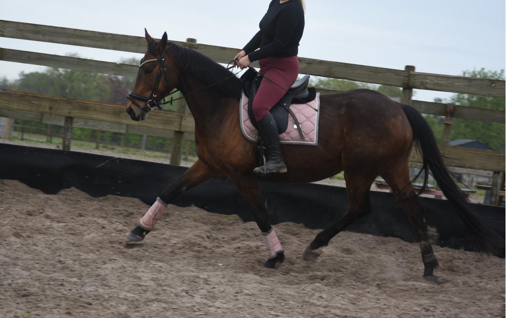 Gezonde , knappe 12 jarige merrie, Dieren en Toebehoren, Merrie, Met stamboom, Zadelmak, 160 tot 165 cm