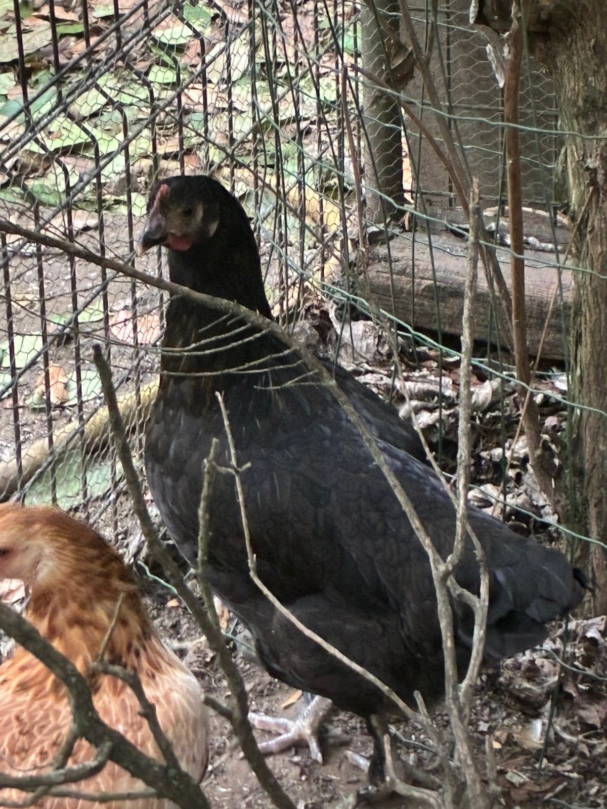 Auracuna kip, Dieren en Toebehoren, Pluimvee, Vrouwelijk, Kip