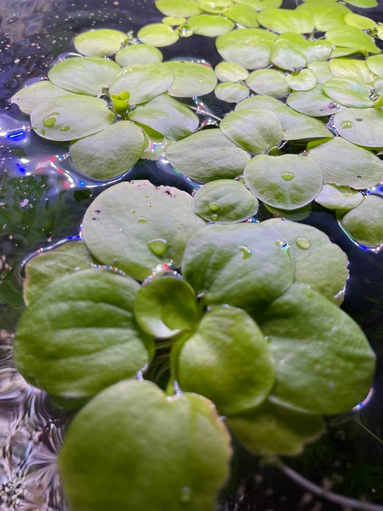Amazone kikkerbeet, Limnobium Laevigatum aquarium drijfplant, Ophalen of Verzenden, Nieuw, Plant(en), Steen of Hout